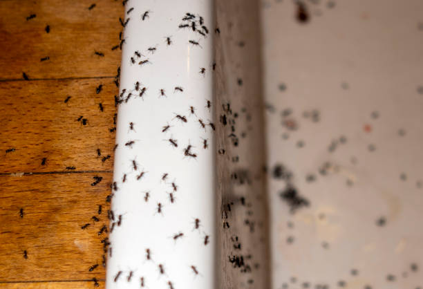Best Wasp Removal Services  in Olathe, CO