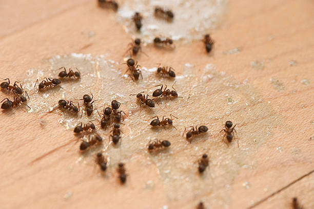 Best Local Pest Control Services  in Olathe, CO