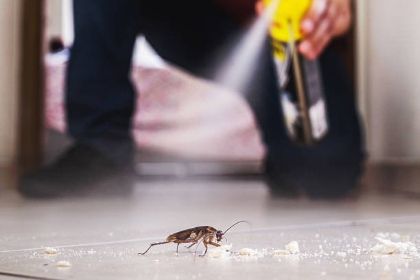 Best Affordable Pest Control Services  in Olathe, CO